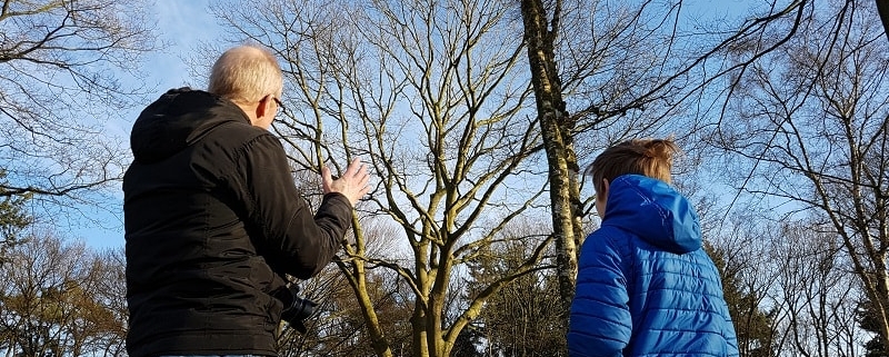 tree top zeist